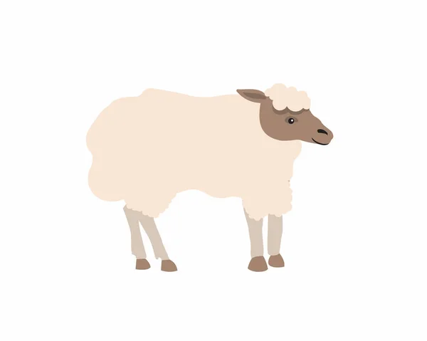 Conception Vectorielle Plate Mouton Animal Domestique — Image vectorielle