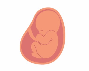 Ana rahmindeki bebek embriyosu ve göbek bağı içinde anne ve bebeğin hamileliği ve sağlığı..