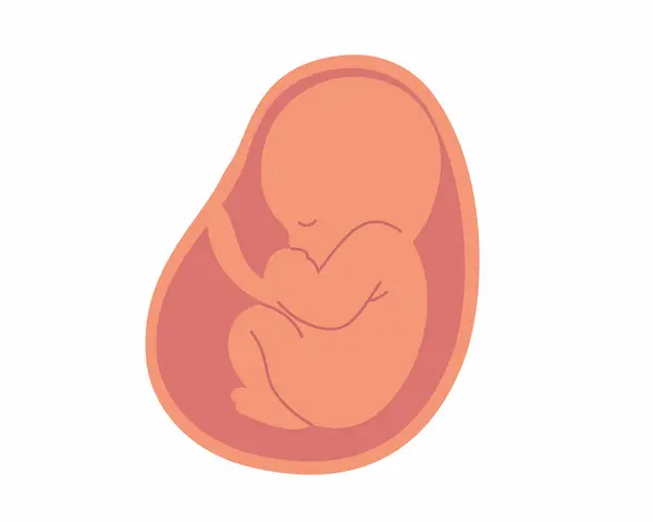 Bébé Dans Utérus Embryon Cordon Ombilical Grossesse Santé Mère Bébé — Image vectorielle