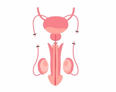 Erkek sterilizasyonu, vazektomi insan vazektomisi. Ameliyattan sonra üreme anatomisi.