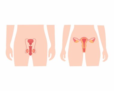 İnsan erkek ve dişi üreme sistemi vektör çizimi