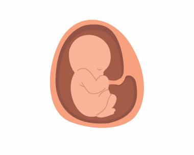 Rahimde embriyo fetüs gelişimi ve aylık gelişimi