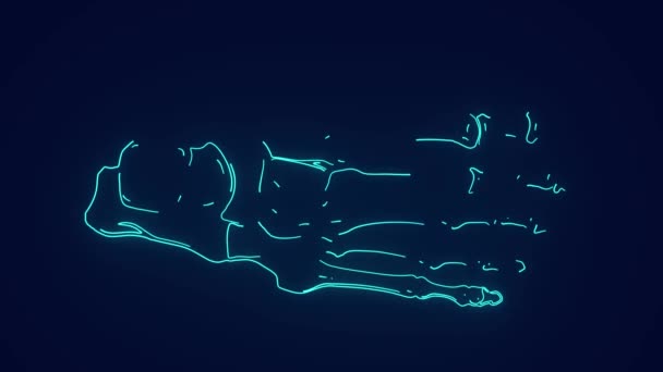 Nsan Ayağı Üst Görüş Kemikleri Ayak Eklem Anatomisi — Stok video