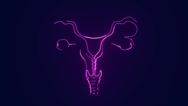 Female Reproductive System Human Body Anatomy Animation — Stock Video