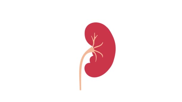 Human Kidney Stone Diagnosis Medical Concept Animation — Stock Video