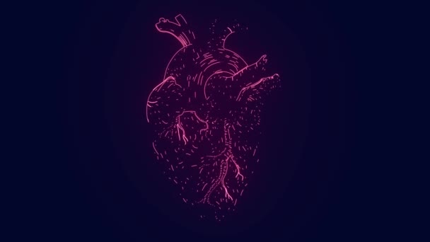 Healthy Human Heart Anatomy Cardiovascular System Medical Science Animation — Stock Video