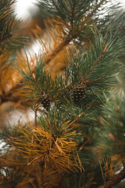 Ormandaki Noel ağacı. Kopya alanı olan noel arkaplanı