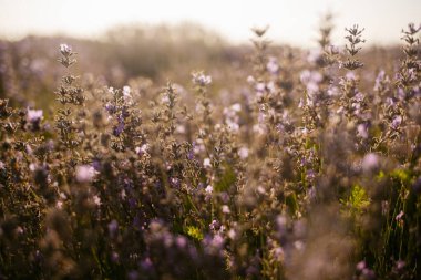 Gün batımında tarlada lavanta çiçekleri, seçici odak