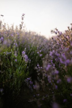 Yazın tarlada yetişen güzel çiçekler.