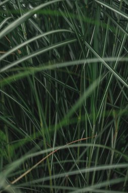 yeşil yaprak dokusu arkaplanı