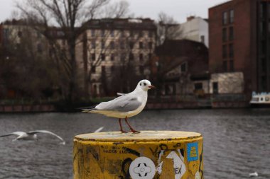 Amsterdam 'ın seddindeki martı.