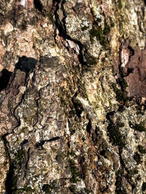 Ağaç kabuğu dokusu. Ağaç kabuğu dokusu.