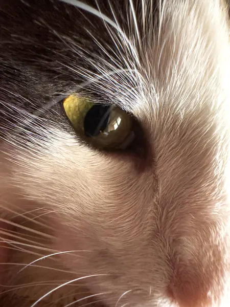 Egy Gyönyörű Macska Portréja — Stock Fotó