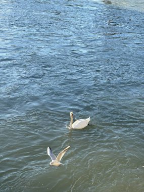 Kuğu ve kuş suyun üstünde