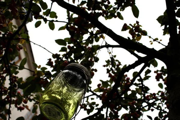 green glass jar hanging on a tree, decoration on a tree in autumn