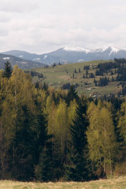 Karla kaplı tepeleri ve yemyeşil ağaçları olan güzel bir dağ manzarası. Huzurlu ve huzurlu bir manzara. Dağlar ihtişam ve ihtişam hissi veriyor. Ağaçlar uzun ve yoğun.