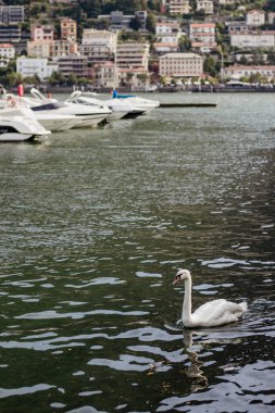 Bir dizi teknenin yanındaki gölde bir kuğu yüzüyor. Sahne huzurlu ve sakin, su etrafındaki binaları ve tekneleri yansıtıyor. Tepedeki güzel kasaba arka planda.. 