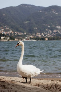 Sahilde suyun yanında bir kuğu duruyor. Sahne huzurlu ve huzurlu, ana odak noktası kuş.