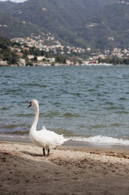 Sahilde suyun yanında bir kuğu duruyor. Sahne huzurlu ve huzurlu, kuş denize bakıyor.