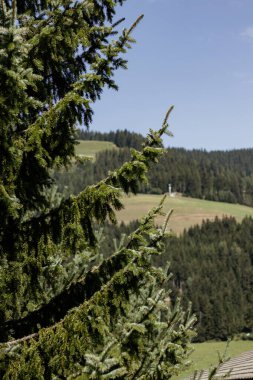 Yeşil yapraklı bir çam ağacı güzel bir dağ manzarasının önündedir. Gökyüzü açık ve mavi, ağaçlar gür ve yeşildir. Huzurlu ve huzurlu bir sahne.
