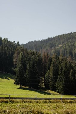 Dağlarda, içinden yol geçen yemyeşil bir orman. Yol ağaçlarla kaplı ve gökyüzü açık ve mavi.