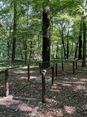 Derin yeşil bir ormanda, yaprakları dökülmüş, sakin bir yürüyüş..