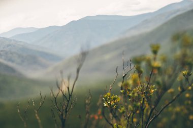 Ön planda cüce bir huş ağacı ve arka planda ormanlarla kaplanmış bir dağ sırtı üzerine seçici bir odaklanma ile gerçek bir eğim-kayması manzarası; Sayans, Hakassia Cumhuriyeti, Rusya