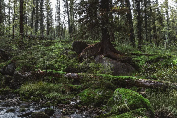 Širokoúhlé Scenérie Temném Krásném Starém Jehličnatém Taigovém Lese Zarostlém Mechem — Stock fotografie