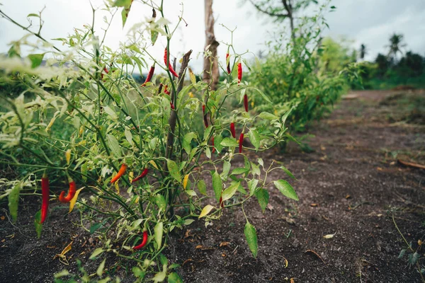 Arbusto Com Pequenas Pimentas Vermelhas Crescendo Solo Campo Agrícola Agrícola — Fotografia de Stock