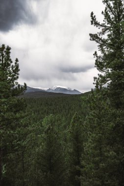 Sonsuz yeşil kozalaklı ağaç tepeleri ve arka planda karla kaplı bir dağ ile bir Tayga ormanının yüksek bir dikey çekim; tepeler sedir ve karaçam derin ahşap ile kaplanmış