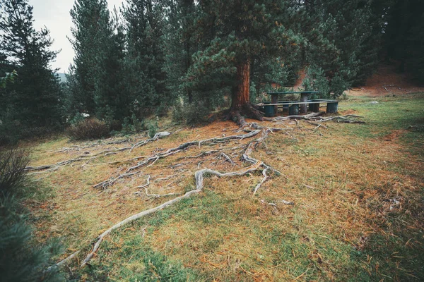 木のベンチや秋の日に針葉樹のタイガの森のグレードでテーブルのグループと背景に野生の松の木の広い重い根系の広角ショット — ストック写真