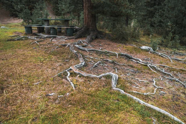 Wide Angle Shot Giant Root Protruding Ground Many Branches Old — Stock Photo, Image