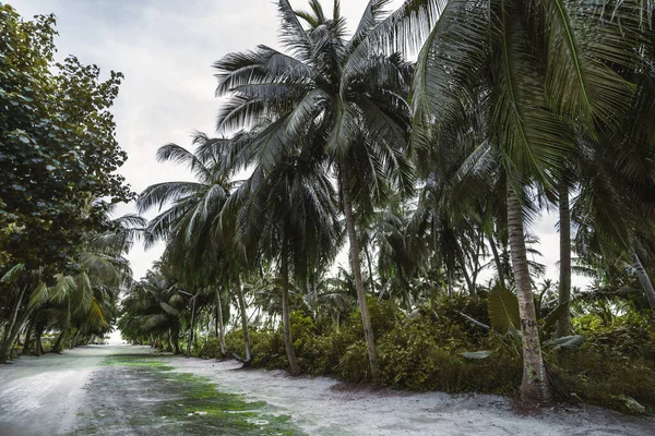 Uma Estrada Terra Larga Nas Configurações Tropicais Com Palmas Alinhadas — Fotografia de Stock