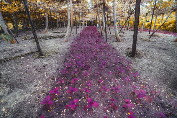 Eine Bodenfläche Mit Einem Langen Beet Bepflanzt Mit Lila Amaranth — Stockfoto