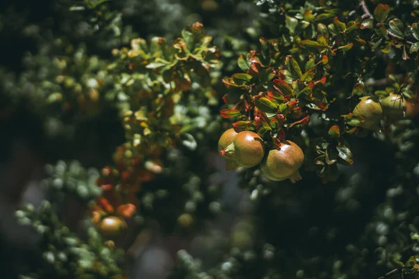 Gałąź Bandą Dojrzewających Owoców Granatu Częściowo Zaczerwieniona Całym Drzewem Nieostrym — Zdjęcie stockowe