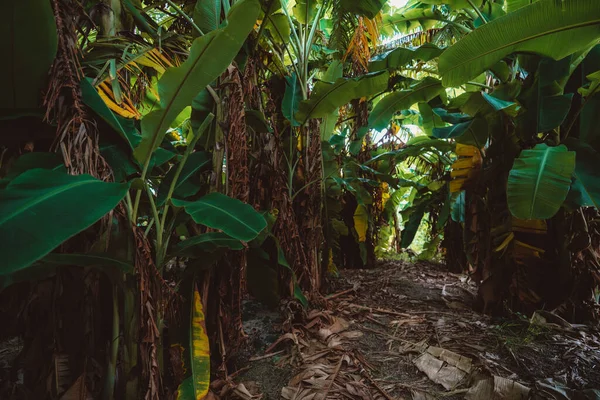 一丛丛茂密的香蕉树 树叶茂密干枯 中间有一条小径 — 图库照片