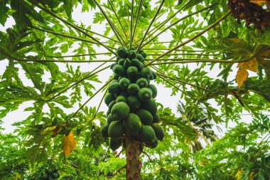 A papaya tree with hollow stems and petioles. The leaves are arranged in a spiral and clustered at the growing tip of the trunk. The plant is showing a heavy fruiting crop that is still green. clipart