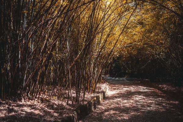 竹林の中を歩く道の眺め 黄色から茶色までの色を持つ葉は 床を飾り 秋の到来を知らせる 植生はアーチの通路を形成して曲げられている — ストック写真