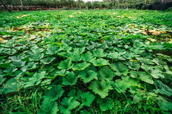 Agricultural Field Planted Gourds Zucchini Pumpkins Squashes Farm Tropical Island — Stock Photo, Image