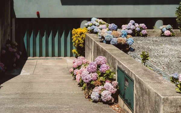 The capture of a ramp that gives access to a garage with a green gate decorated with hydrangeas, whose colors range from pink to blue, born among the stones of the sidewalk and the asphalt of the road