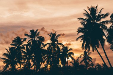 View of a stunning sunset on a tropical island with a selective focus on dark silhouettes of palms and greenery in the foreground and dramatic skyscape with an evening sun in the defocused background