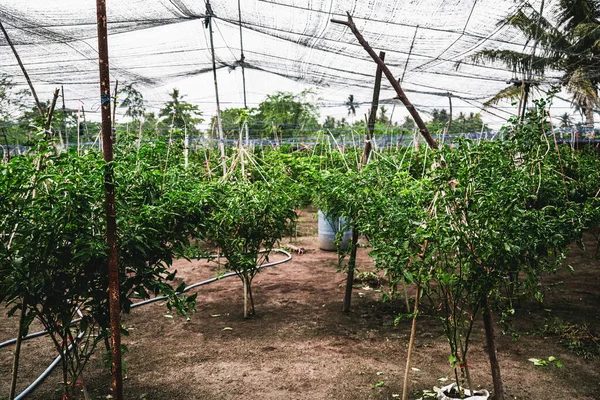 地面のすぐ上にある保育園での木の苗の栽培の広い視野農業業界の空の農場の庭でのプランテーションの原始的な温室での有機チリの収穫 — ストック写真