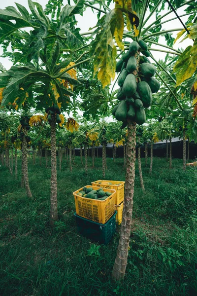 Carica Papaya 收获的垂直镜头 几棵长满了未成熟木瓜的树被收集在彩色盒子里 就像图像中装满了水果一样 — 图库照片