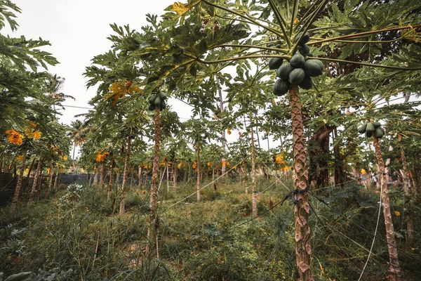 Wide View Carica Papaya Harvesting Several Trees Loaded Lot Unripe — Foto de Stock