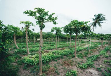 A wide-angle view of a papaya harvesting field composed of fruit trees all lined up horizontally in a sequence alternating with ground vegetation on Thoddoo island, in the Maldives