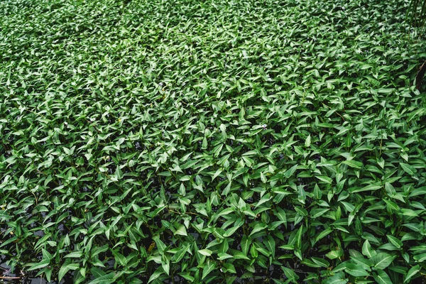 Capture Hydroponic Vegetable Harvesting Tropical Island Thoddoo Green Field Completely — Fotografia de Stock