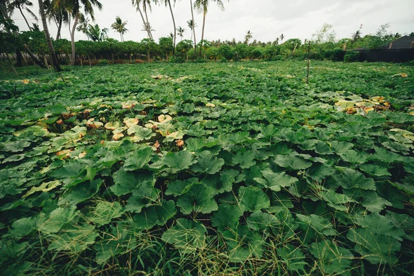 Agricultural Field Planted Gourds Zucchini Pumpkins Squashes Farm Tropical Environment — Fotografia de Stock
