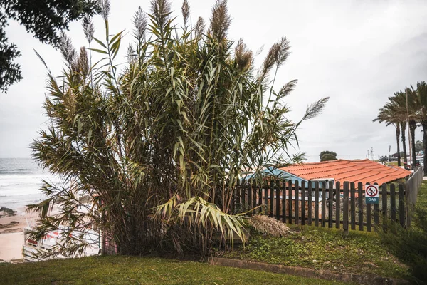 Common Cane Invasive Plant Portugal Growing Wood Stinking Catering Establishment — Stock Photo, Image