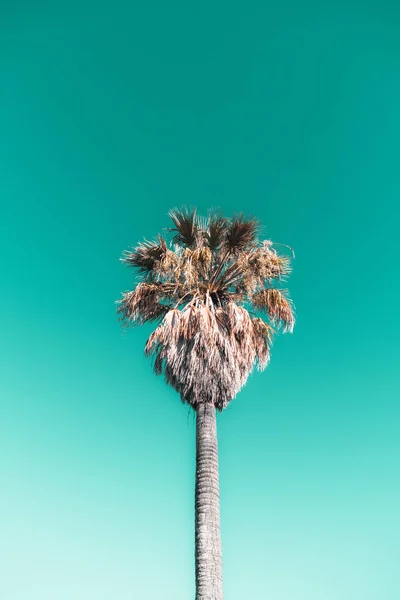 Lower Angle Shot Majestic Palm Tree Set Mesmerizing Turquoise Sky — Φωτογραφία Αρχείου