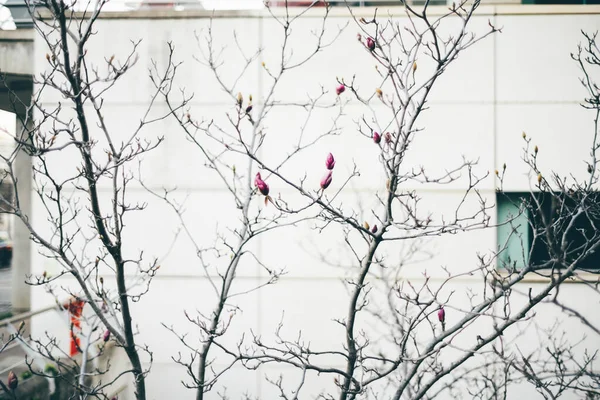在冬末 粉红色的芽装饰着里斯本的一棵树 有选择的重点突出了它们不同的大小 其中最大的准备开花并结出果实 这给光秃秃的枝条增添了一丝希望 — 图库照片